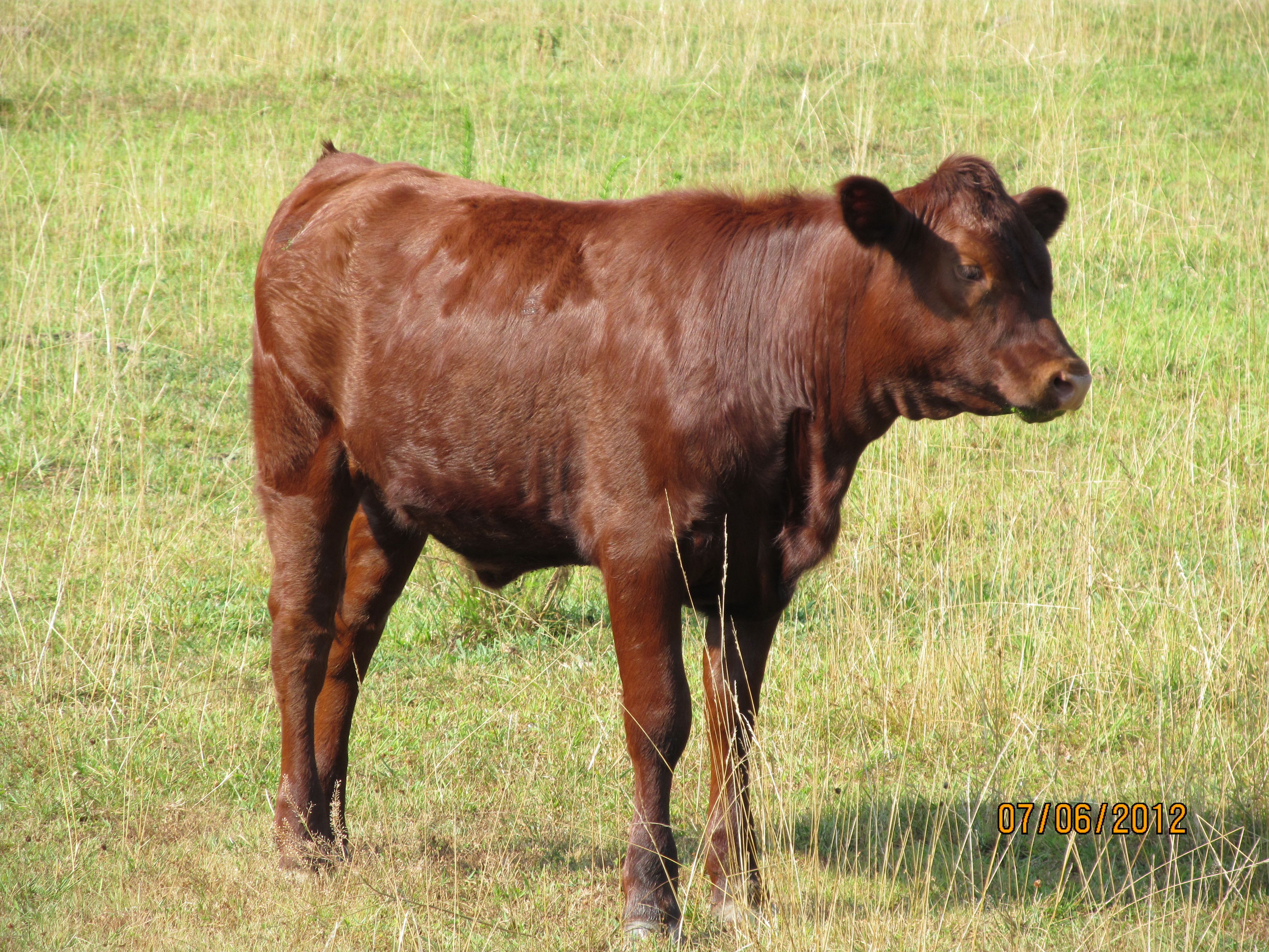 cattle 019