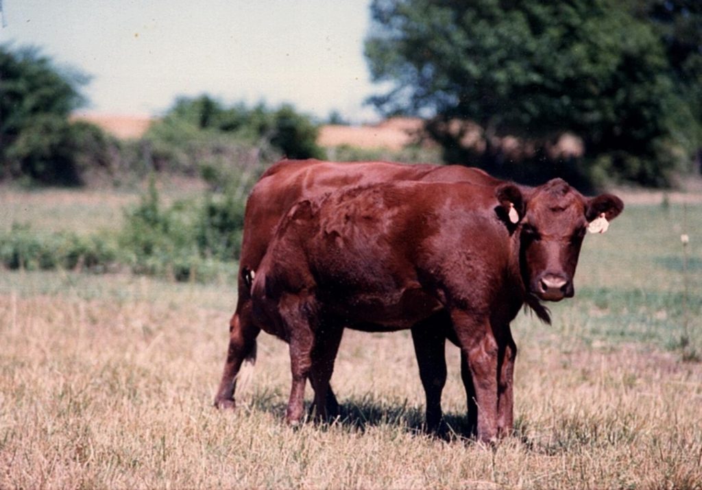 1987 Calf