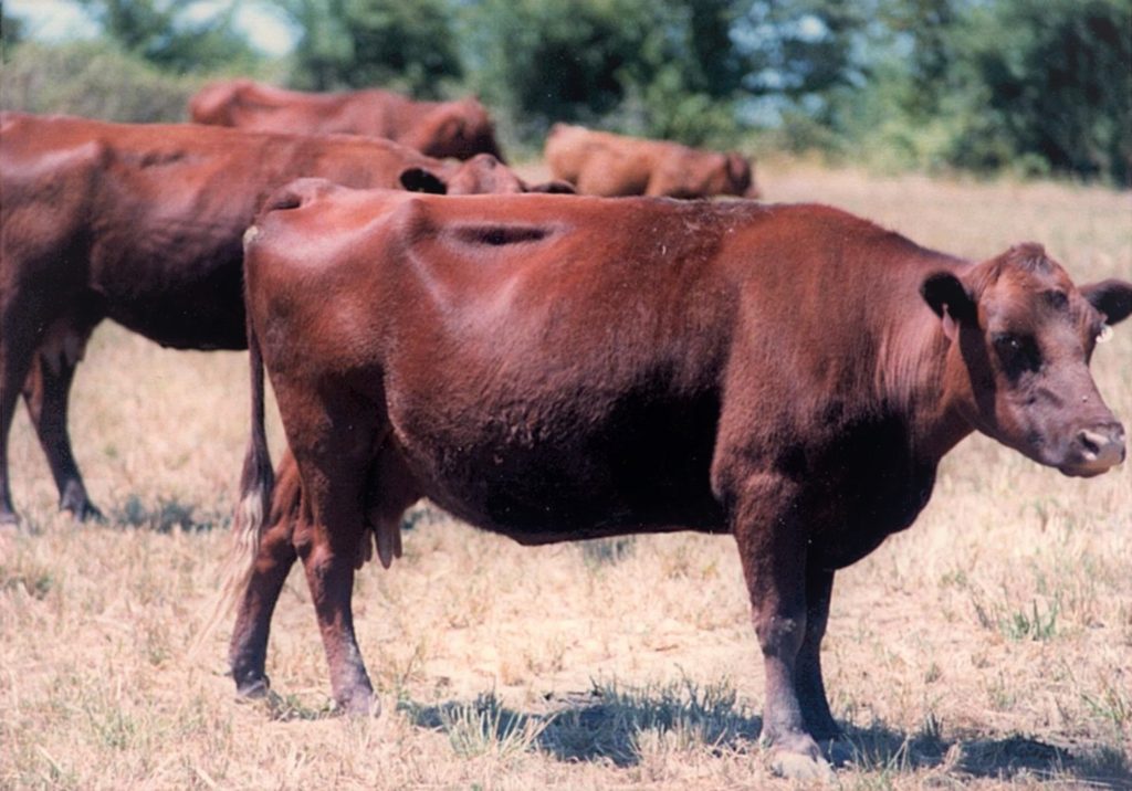 1987 cow